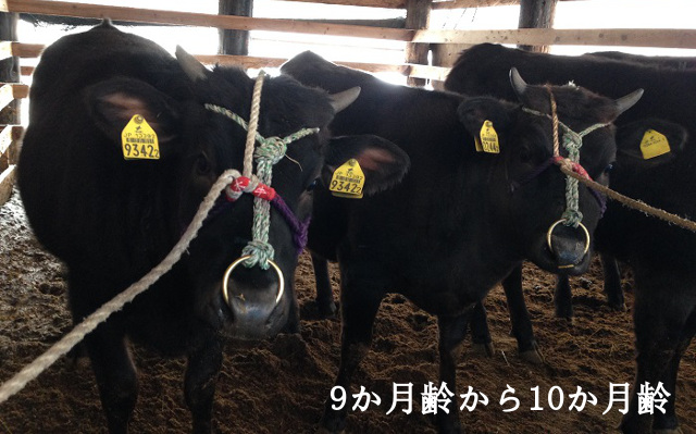 子牛市場で買ってきた約9か月齢の子牛 べこ飼い 伊藤 山形県米沢市の米沢牛生産農家