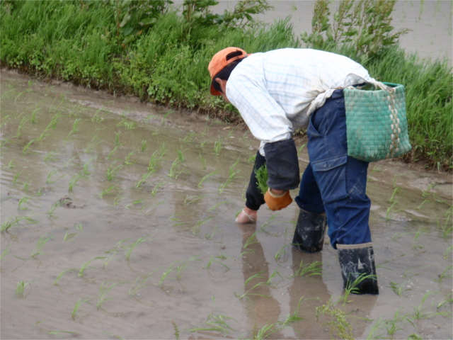 田植え べこ飼い 伊藤 山形県米沢市の米沢牛生産農家