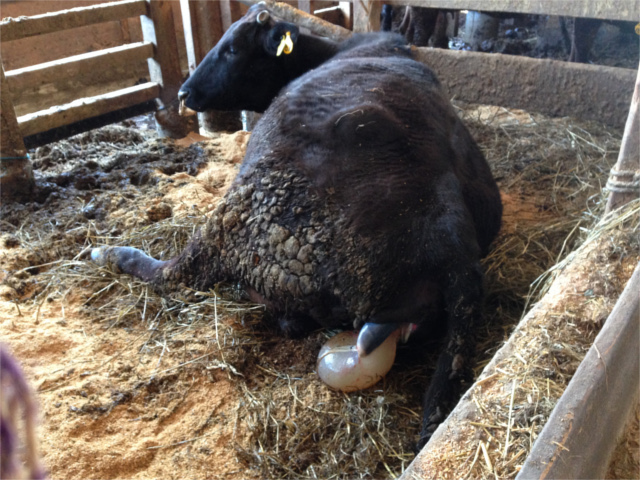 出産 べこ飼い 伊藤 山形県米沢市の米沢牛生産農家