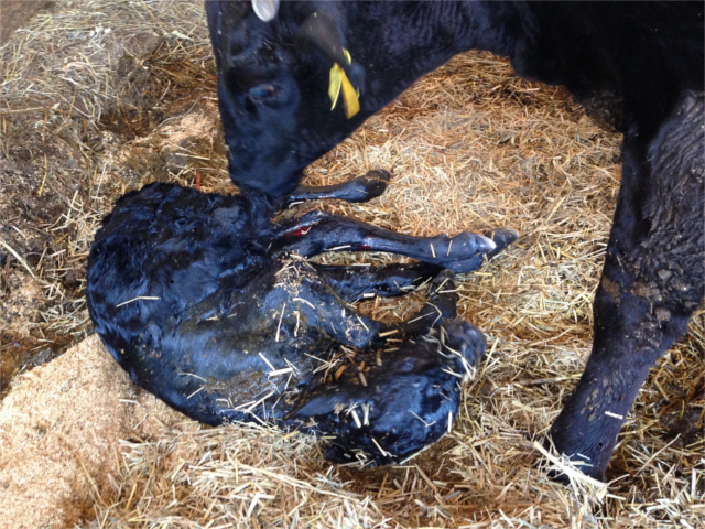 出産 べこ飼い 伊藤 山形県米沢市の米沢牛生産農家