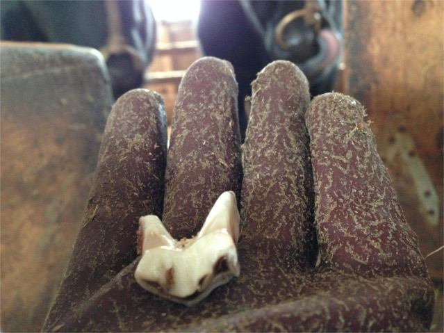 2016.1.20牛の歯発見HPブログ