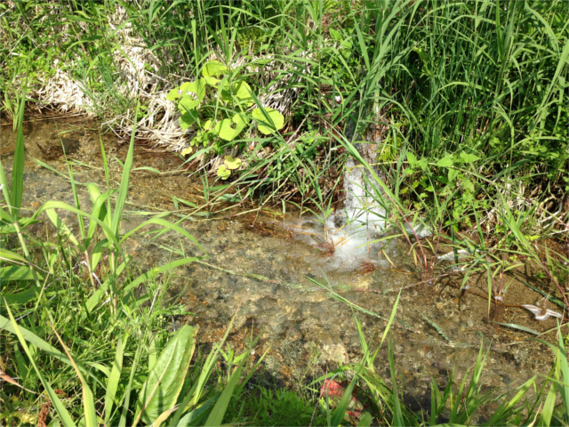 2016.6.28丹南の水（本文と関係なし）HPブログ
