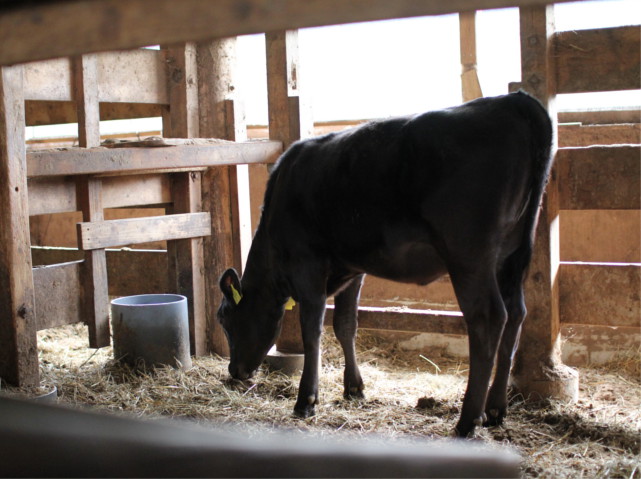 渋谷の焼肉店yamazonのみなさんと べこ飼い 伊藤 山形県米沢市の米沢牛生産農家